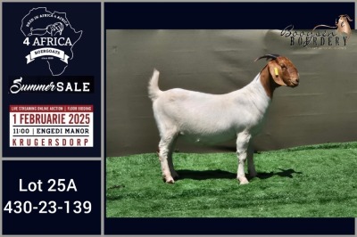 CHARITY LOT - 1X BOER GOAT FLOCK ON COLOUR DOE Booysen Bdy