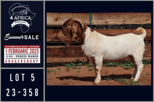 1X BOER GOAT STUD BUCK Milamiek boerbokstoet