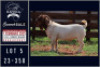 1X BOER GOAT STUD BUCK Milamiek boerbokstoet - 2