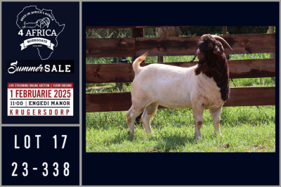 1X BOER GOAT FLOCK BUCK Milamiek boerbokstoet