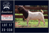 1X BOER GOAT FLOCK BUCK Milamiek boerbokstoet - 2