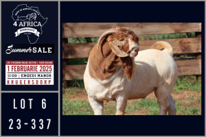 1X BOER GOAT STUD BUCK Milamiek boerbokstoet