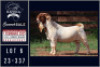 1X BOER GOAT STUD BUCK Milamiek boerbokstoet - 2
