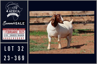 1X BOER GOAT STUD DOE Milamiek boerbokstoet