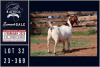 1X BOER GOAT STUD DOE Milamiek boerbokstoet - 2