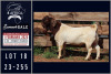 1X BOER GOAT STUD BUCK Milamiek boerbokstoet