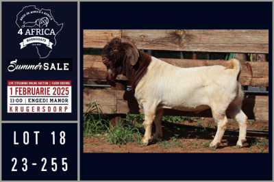 1X BOER GOAT STUD BUCK Milamiek boerbokstoet