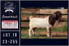 1X BOER GOAT STUD BUCK Milamiek boerbokstoet - 2