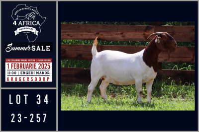 1X BOER GOAT FLOCK ON COLOUR AND TEAT DOE Milamiek boerbokstoet