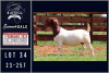 1X BOER GOAT FLOCK ON COLOUR AND TEAT DOE Milamiek boerbokstoet - 2