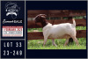 1X BOER GOAT FLOCK ON COLOUR DOE Milamiek boerbokstoet