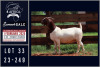 1X BOER GOAT FLOCK ON COLOUR DOE Milamiek boerbokstoet - 2