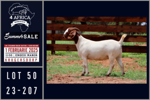 1X BOER GOAT STUD DOE Milamiek boerbokstoet