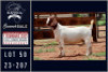 1X BOER GOAT STUD DOE Milamiek boerbokstoet - 2