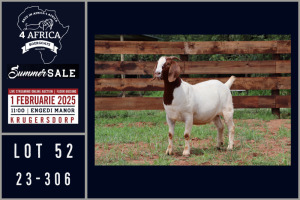 1X BOER GOAT STUD DOE Milamiek boerbokstoet