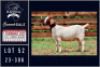 1X BOER GOAT STUD DOE Milamiek boerbokstoet - 2