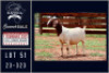 1X BOER GOAT STUD DOE Milamiek boerbokstoet - 2