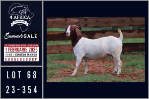 1X BOER GOAT STUD DOE Milamiek boerbokstoet