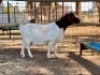 1 x F BOERBOK WILLIE SNYDERS & RONEL RIEKERT