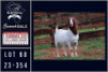 1X BOER GOAT STUD DOE Milamiek boerbokstoet - 2