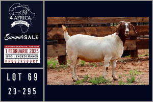 1X BOER GOAT STUD DOE Milamiek boerbokstoet