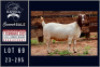 1X BOER GOAT STUD DOE Milamiek boerbokstoet
