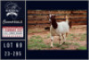 1X BOER GOAT STUD DOE Milamiek boerbokstoet - 2