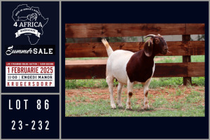 1X BOER GOAT FLOCK DOE Milamiek boerbokstoet