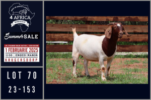 1X BOER GOAT FLOCK ON COLOUR DOE Milamiek boerbokstoet