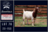 1X BOER GOAT FLOCK ON COLOUR DOE Milamiek boerbokstoet