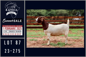 1X BOER GOAT FLOCK DOE Milamiek boerbokstoet