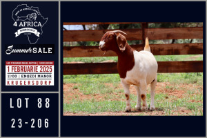 1X BOER GOAT FLOCK DOE Milamiek boerbokstoet