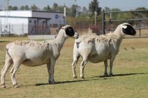 2 x F DORPER LIVESTOCK 88 84 (PTY) LTD (Betaal per stuk om lot te neem)