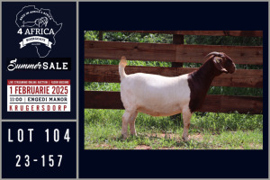 1X BOER GOAT FLOCK ON COLOUR DOE Milamiek boerbokstoet