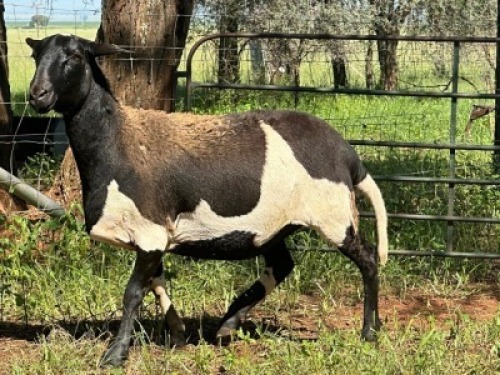 WITHDRAWNX MEATMASTER NOT RECORDED EWE Corne Du Plessis Meatmasters (Per animal to take the lot)