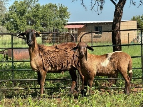 1+1X MEATMASTER NOT RECORDED EWE Corne Du Plessis Meatmasters (Per animal to take the lot)