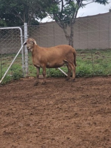 WITHDRAWNX MEATMASTER NOT RECORDED RAM Madevu Farming & Meatmasters (Per animal to take the lot)