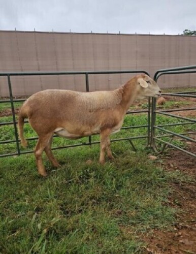 WITHDRAWNX MEATMASTER NOT RECORDED EWE Madevu Farming & Meatmasters (Per animal to take the lot)