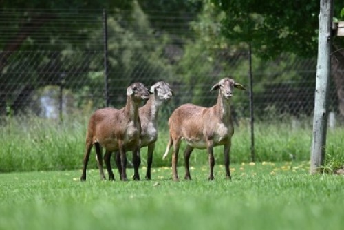 3X MEATMASTER NOT RECORDED EWE Wild en Vry Meatmasters (Per animal to take the lot)