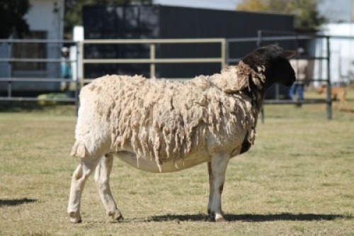 1 x F DORPER LIVESTOCK 88 84 (PTY) LTD