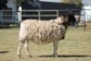 1 x F DORPER LIVESTOCK 88 84 (PTY) LTD