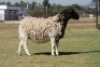 1 x F DORPER LIVESTOCK 88 84 (PTY) LTD - 2