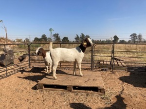 2 x F BOERBOK WILLIE SNYDERS & RONEL RIEKERT (Betaal per stuk om lot te neem)