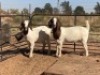 2 x F BOERBOK WILLIE SNYDERS & RONEL RIEKERT (Betaal per stuk om lot te neem) - 2