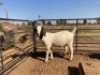 2 x F BOERBOK WILLIE SNYDERS & RONEL RIEKERT (Betaal per stuk om lot te neem) - 3