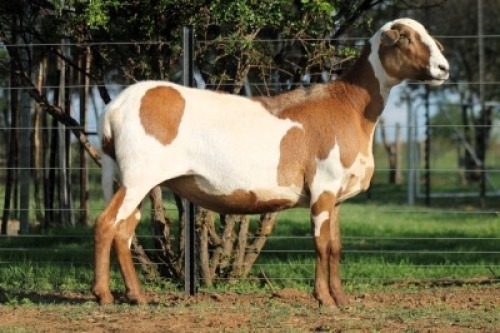 1X MEATMASTER RECORDED EWE Red Ribbon Meatmasters