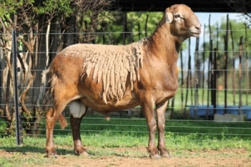 WITHDRAWNX MEATMASTER RECORDED RAM Red Ribbon Meatmasters (Per animal to take the lot)