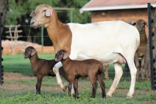 1+2X MEATMASTER RECORDED EWE Red Ribbon Meatmasters (Per animal to take the lot)