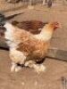 3 x BRAHMA WILLIE SNYDERS & RONEL RIEKERT (Betaal per stuk om lot te neem) - 2
