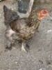 3 x BRAHMA WILLIE SNYDERS & RONEL RIEKERT (Betaal per stuk om lot te neem) - 3